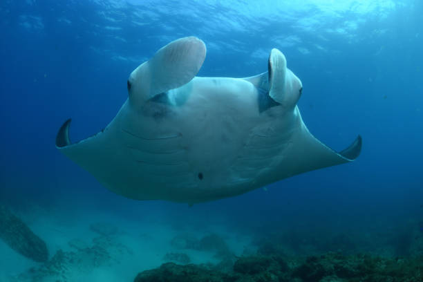 reef manta ray, North Stradbroke Island, Brisbane, Queensland, Australia stock photo