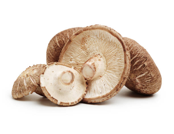 istock Shiitake mushroom   isolated on white background 1125491520