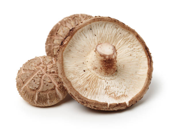 istock Shiitake mushroom   isolated on white background 1125491659