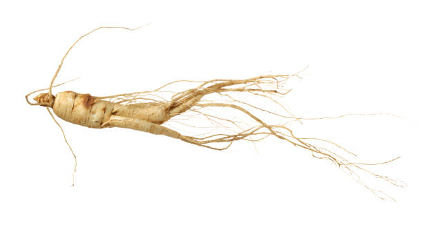 istock Ginseng isolated on the white background 1125493106