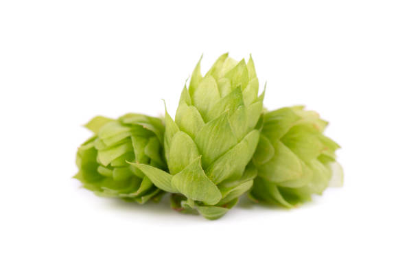 istock Fresh green hop branch, isolated on white background 1125497772