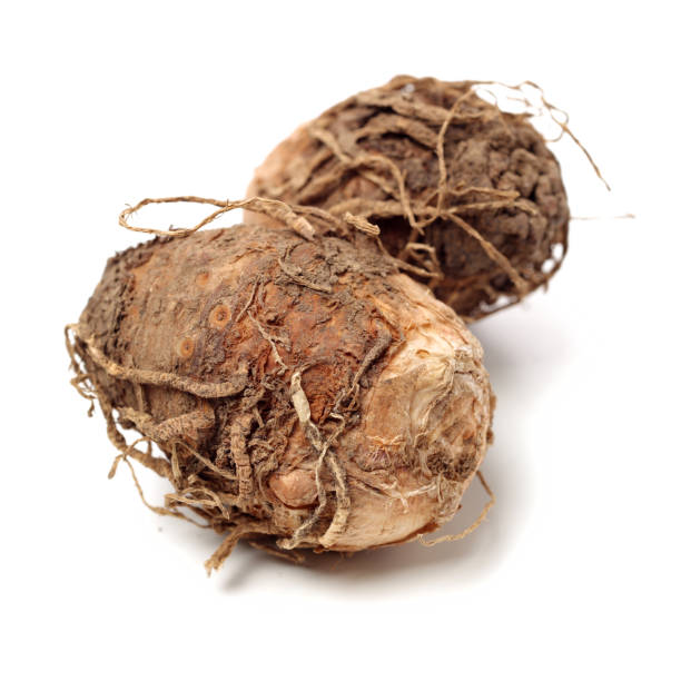 istock Typhonium giganteum （Typhonium giganteum Engl ）on white background 1125500700