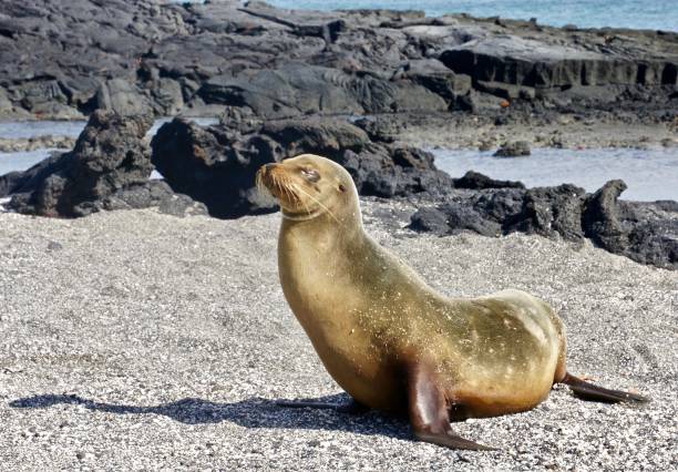 istock A sea lion stands on the beach. 1125501844