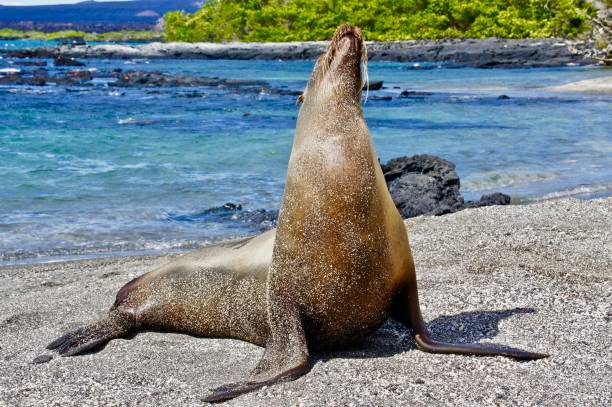istock A sea lion basks in the sun on the beach. 1125501885