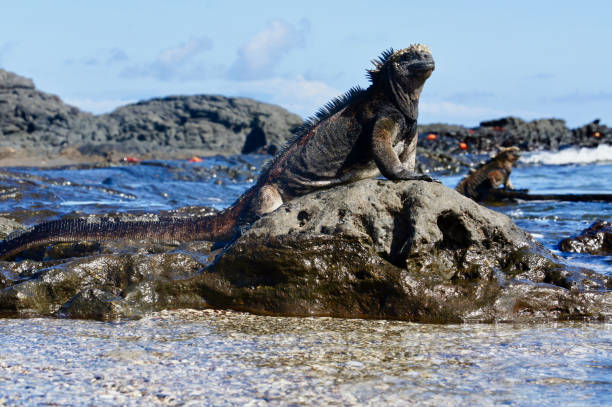 istock A marine iguana stands on a volcanic rock. 1125501892