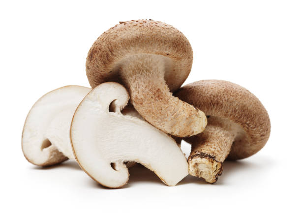 istock Shiitake mushroom isolated on white background 1125504656