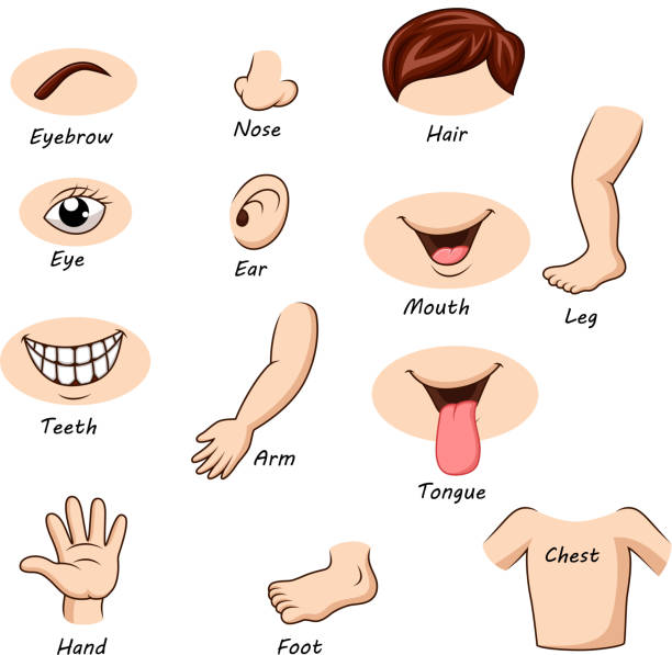 Human body parts collection set Vector illustration of Human body parts collection set kid body parts stock illustrations