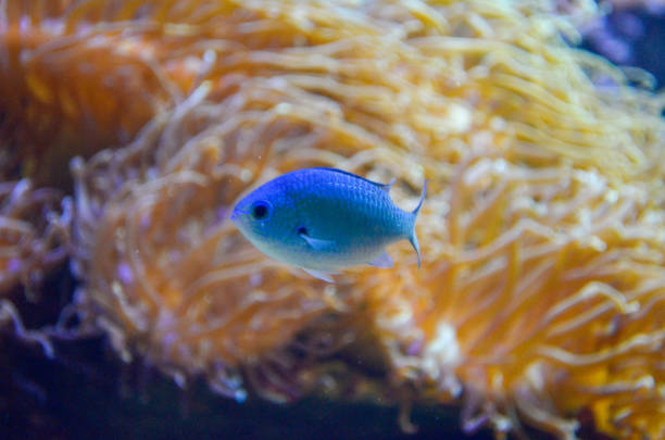 istock close up on small blue fish in front of reefs 1125514017
