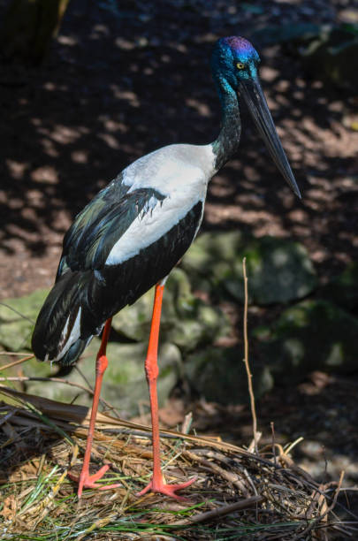 istock Full size profile of black necked stork bird 1125514406