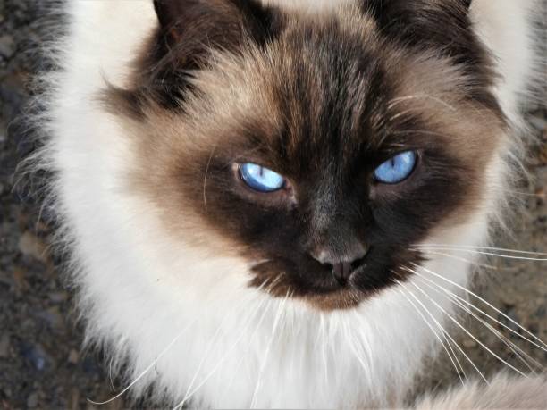 istock Black Faced Blued Eyed Cat with Brown Mustache 1125515722