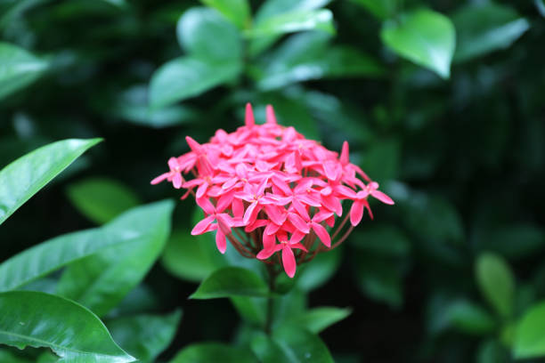 The pink West Indian Jasmine at nature