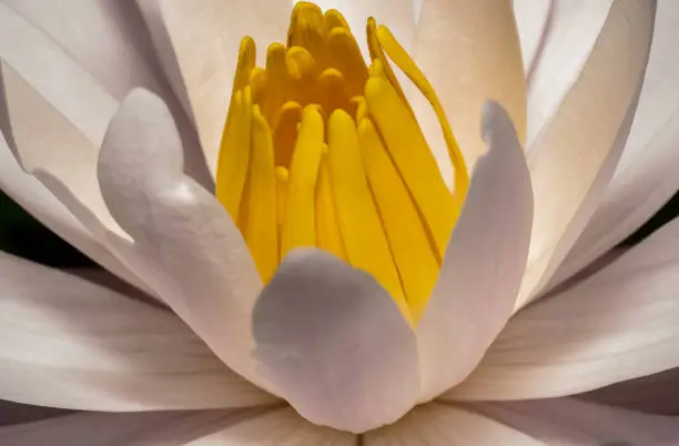 White Lotus with yellow eye on focus. Top down view with smooth white petals. White and yellow flower making it pop