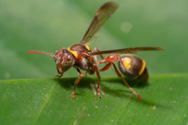 istock red wasp found in bali Indonesia red and yellow wasp on a green leaf 1125523172