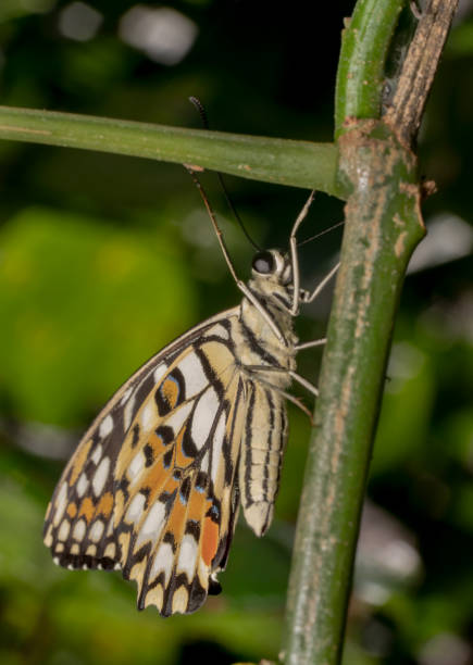 mariposa mariposa (papilio demoleus malayanus) colgante de estar en una planta de cal. hermosa textura cuadros coloridos en las alas con sus antenas para arriba - lime butterfly fotograf�ías e imágenes de stock