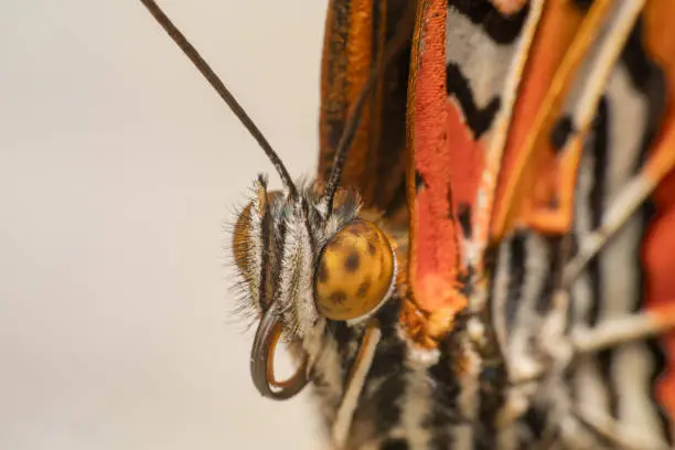 Leopard Lacewing (Cethosia-cyane) Orange white and black beautiful patterns butterfly super close/macro shot. Butterfly's proboscis is rolled up on its mouth with antennas up, portrait shot