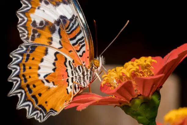 Leopard Lacewing (Cethosia-cyane) Orange white and black beautiful patterns butterfly sitting on a pink flower with yellow eyes. Butterfly's proboscis is planted deep inside a flower for food