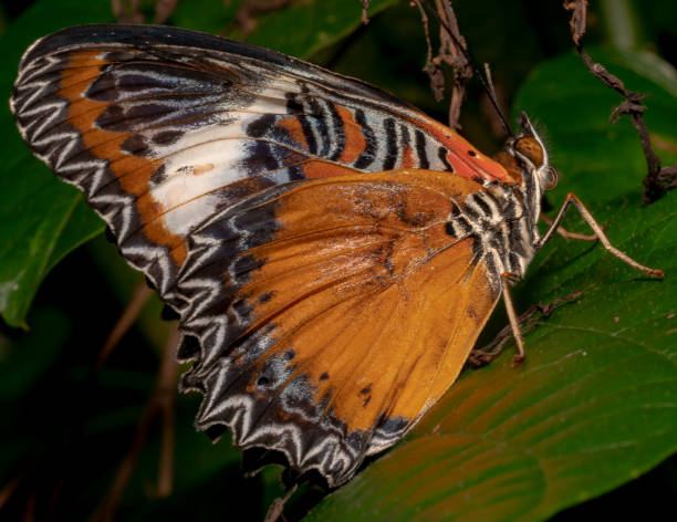 istock Leopard Lacewing (Cethosia-cyane) Orange white and black beautiful patterns butterfly sitting on a green leaf facing up 1125525181