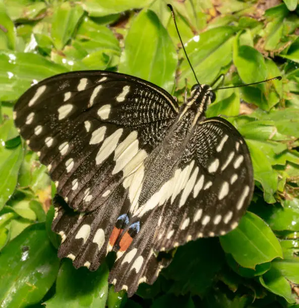 Lime butterfly Scientific name Papilio demoleus black in colour about to close its wings and sitting on green plants. Slightly right view