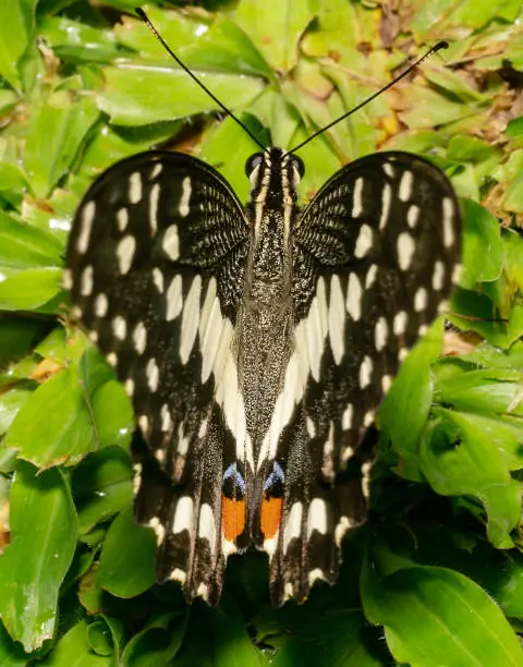 Lime butterfly Scientific name Papilio demoleus black in colour about to close its wings and sitting on green plants.