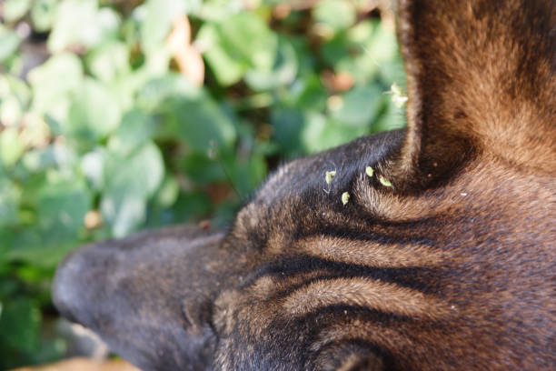 istock Small green plant seeds on the head dog 1125525973