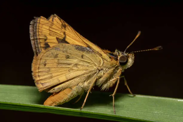 Yellow/orange looking small skipper butterfly sitting on a green lea with beautiful black background looking to right with its antenna up and amazing oval black eyes. Small skipper in Australia