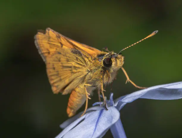 Yellow/orange looking small skipper butterfly sitting on a blue flower with beautiful green background looking to right with its antenna up and amazing oval black eyes. Small skipper in Australia