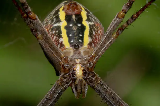 St Andrew's Cross spider back view, scientific name: Argiope with beautiful green background