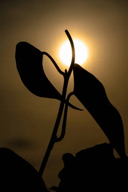silhouette of a dancing plant during sunset at Uluwatu temple in Kuta, Indonesia