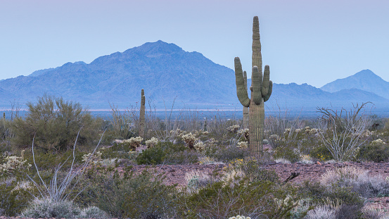 Saguaro cacti in the desert north of Yuma, Arizona