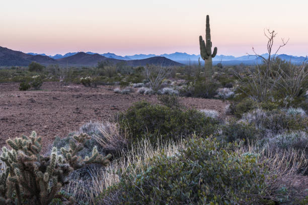 istock Large Saguaro Cactus in the Arizona Desert 1125527194