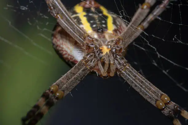 St Andrew's Cross spider bottom up back view, scientific name: Argiope with beautiful cob web and green background