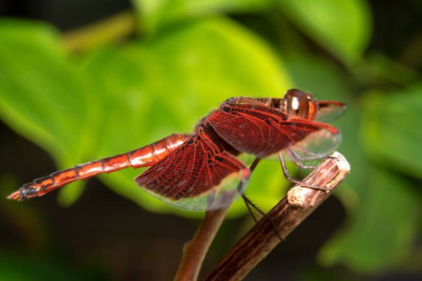 istock Indonesian Red winged Dragonfly - Neurothemis terminata standing on a stick with green background, Side view/dragonfly from the side 1125527633