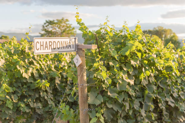 signo de chardonnay en el poste con vides en viña - plant environment fotografías e imágenes de stock