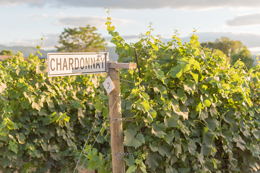 Signpost on row of chardonnay grapevines in vineyard at sunset