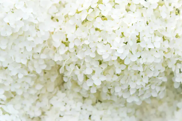 Photo of Full-frame image of delicate white snowball hydrangea flowers