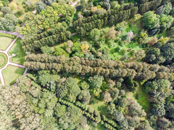 aerial top view of green park trees and walking paths. natural landscape