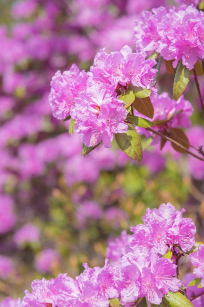 istock Close -up of pink blooming rhododendron branches in spring 1125529619