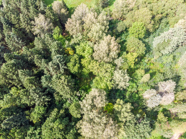 istock summer park scene aerial view with green trees 1125529752