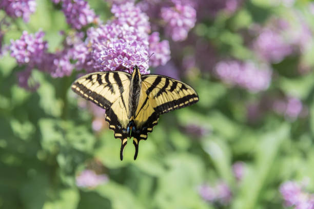 Close-up of swallowtail butterfly with wings open perched on purple lilac flowers with green leaves in background