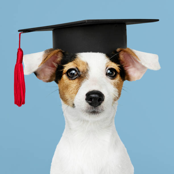 süße jack russell terrier in einem abschluss-kappe - dog graduation hat school stock-fotos und bilder