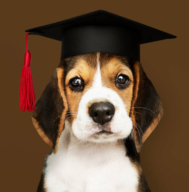 istock Cute Beagle puppy in a graduation cap 1125542201
