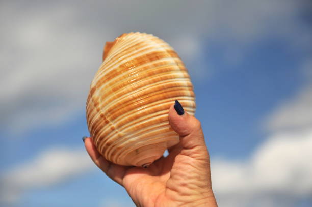 istock Sea shells of the Caribbean. 1125543724
