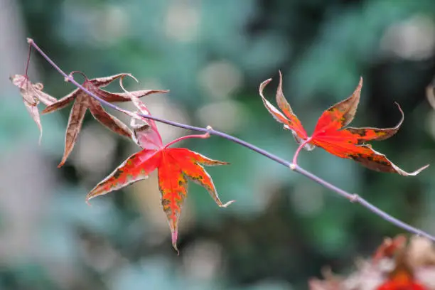 Three crisp red Fire Maple tree leaves glow in the sun against a blurred green background.