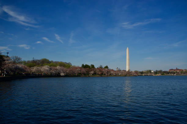 istock Washington National Monument and SAKURA. 1125546277