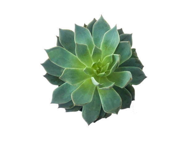 istock Succulent plant isolated on white background 1125547591