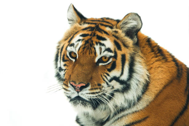 istock portrait tiger isolated  on white 1125548065