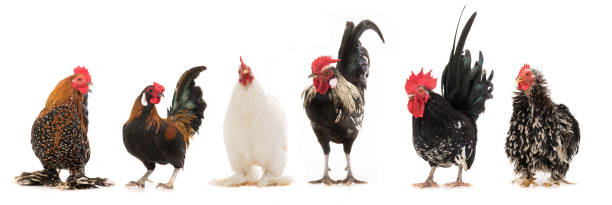 istock scollage six cocks isolated on white 1125549354