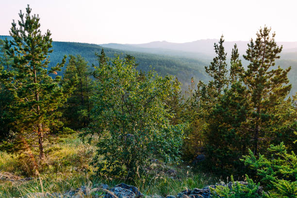 green trees on top of the mountain in summer
