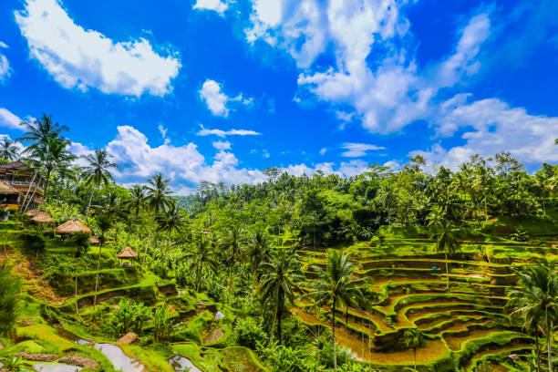 istock Rice terrace of Ubud, Bali, Indonesia 1125552189