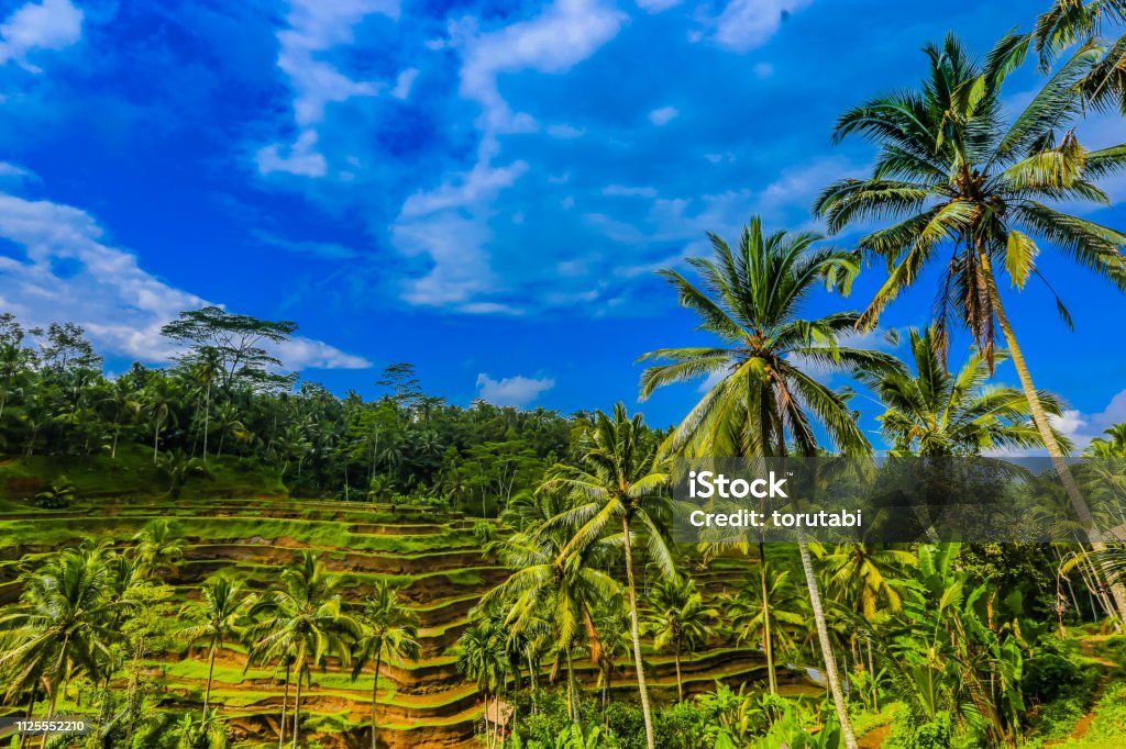 Rice terrace of Ubud, Bali, Indonesia Asia Stock Photo